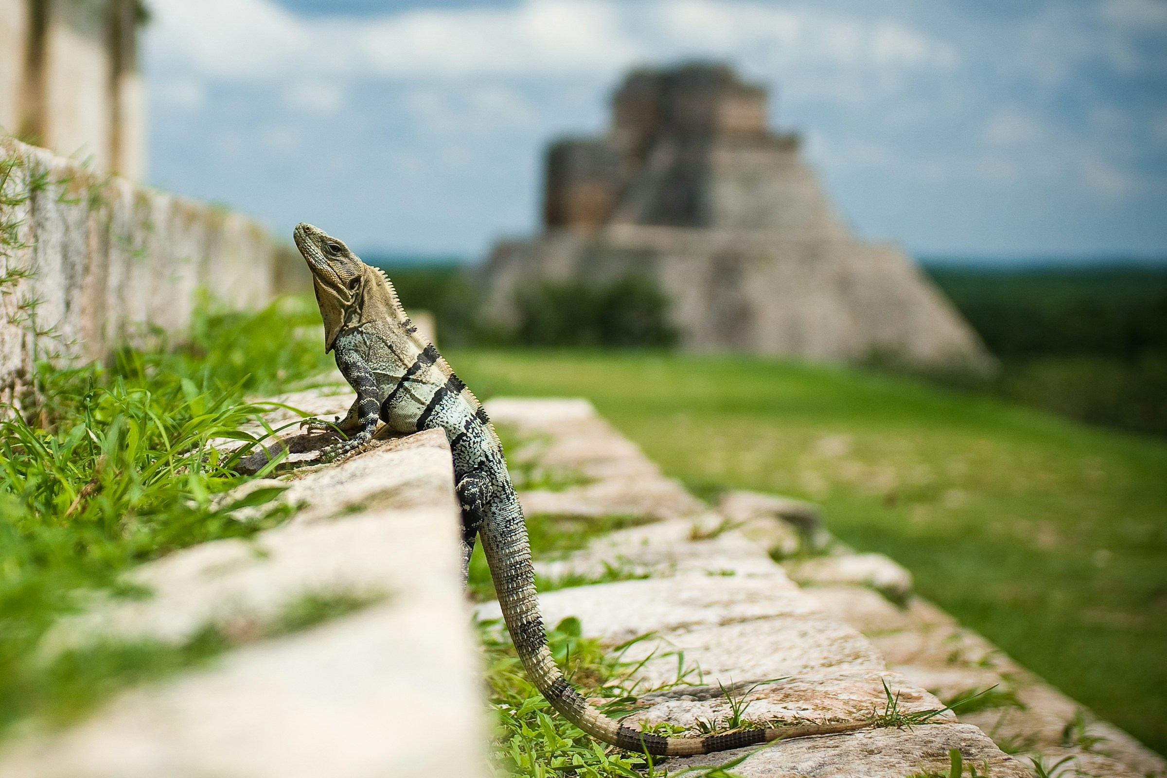 Iguana in Uxmal, Mexico in front of Mayan ruins. Photo by Marv Watson on Unsplash