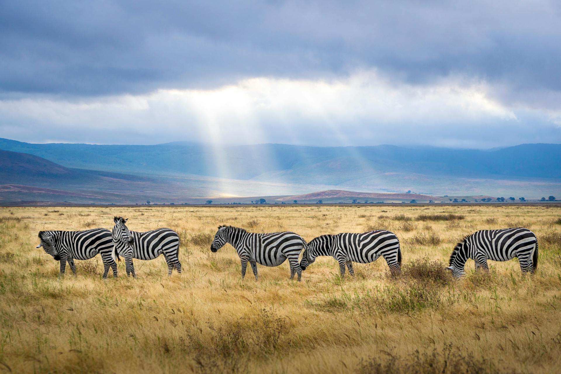 pexels-hendrikcornelissen-2862070 Five Zebra Grazing on Grass Field. Photo by Hendrik Cornelissen