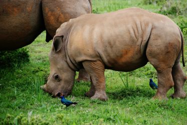 EasternCapeSafari8D-Kariega-Game-Reserve-zoe-reeve-C_rGbHpzR70-unsplash