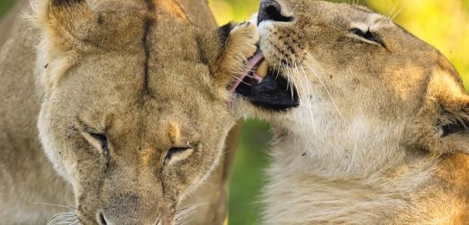 Kenya in Luxury