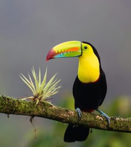 Costa Rica zdenek-machacek-XUFMiGkv-60-unsplash